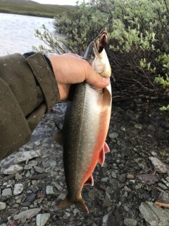 Nieri� (Rautu) 900 g